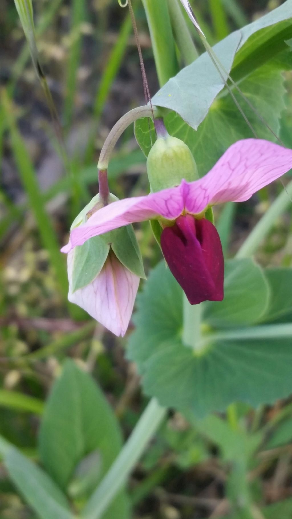 Pisum sativum selatius (Fabaceae)